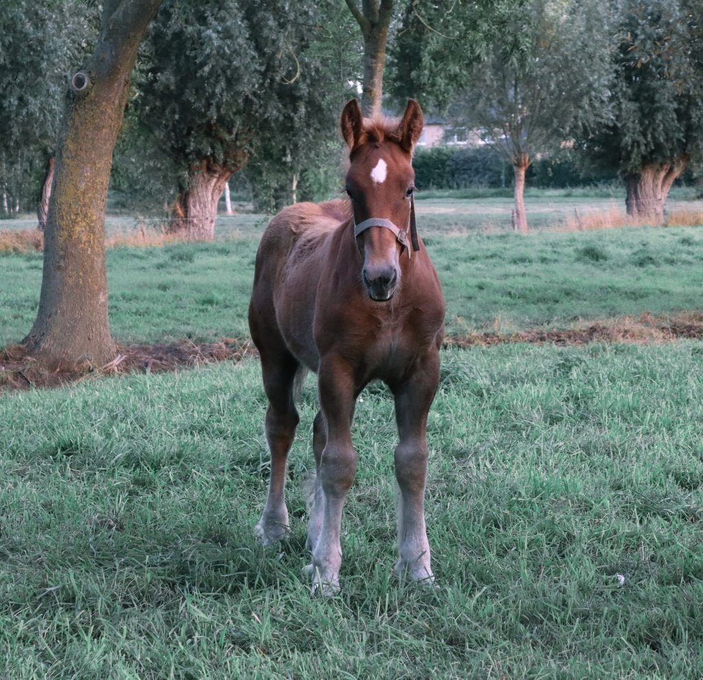 Trekpaard hengsten veulen, Dieren en Toebehoren, Minder dan 160 cm, Met stamboom, Niet van toepassing, 0 tot 2 jaar