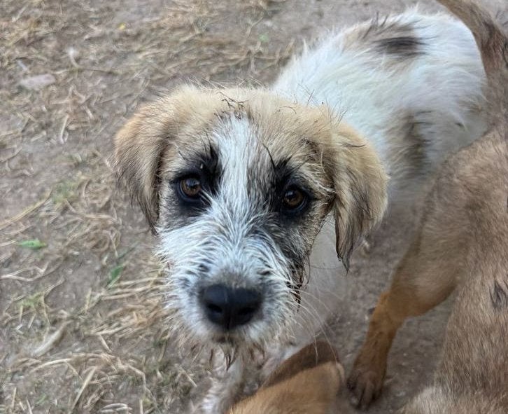 Sila – een lief meisje met een gouden hart, Dieren en Toebehoren, Honden | Niet-rashonden, Particulier, 15 weken tot 1 jaar, Buitenland