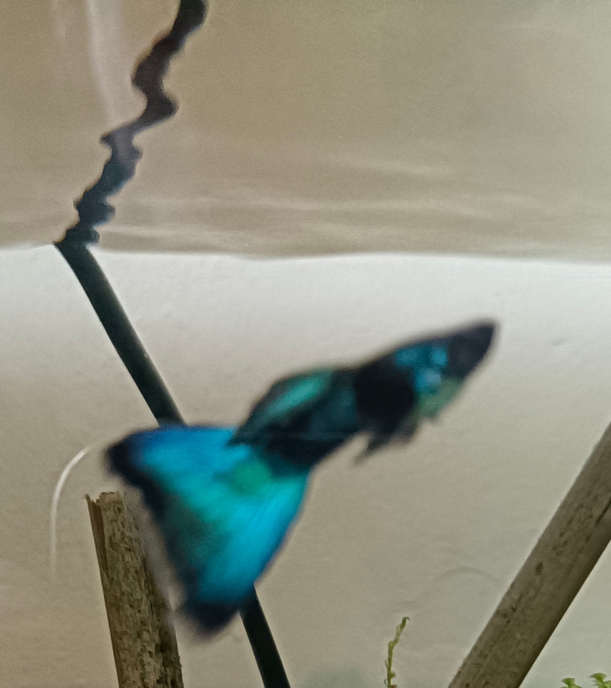Blue Moscow guppen, Dieren en Toebehoren, Vissen | Aquariumvissen, Vis