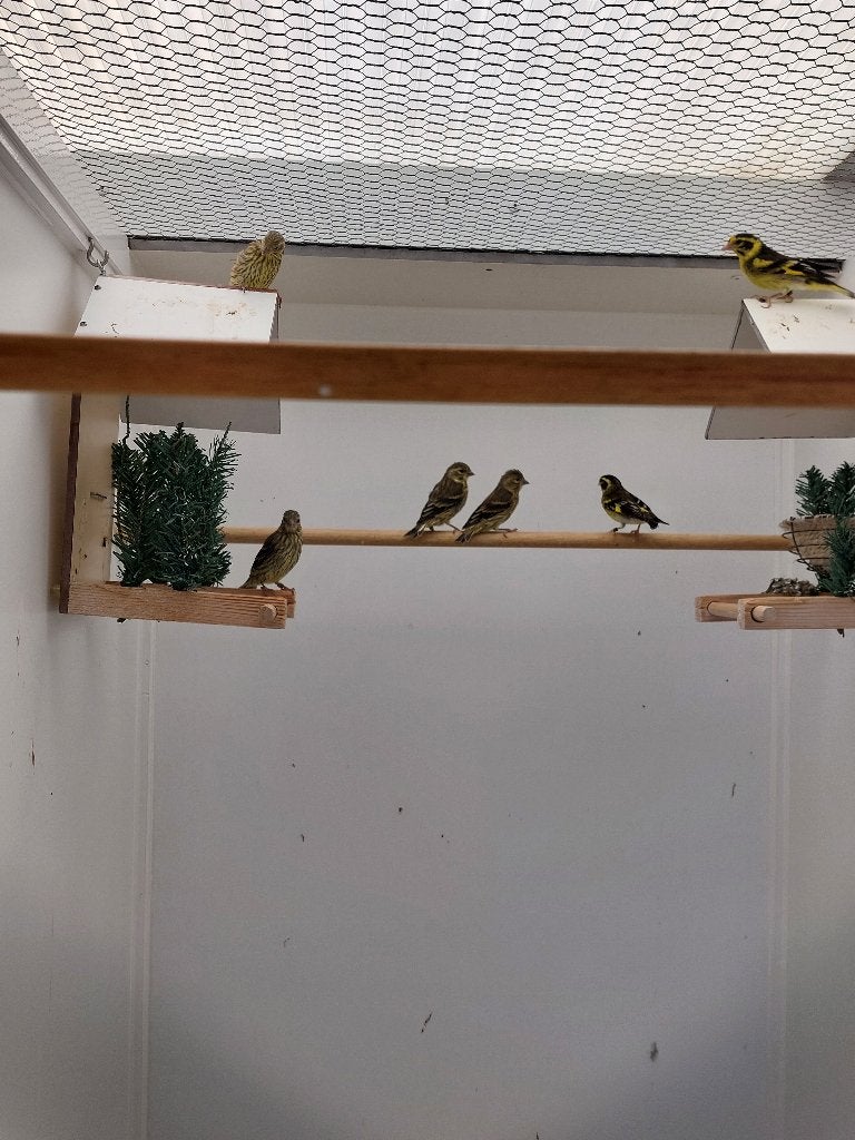 Himalaya Groenling, Meerdere dieren, Tropenvogel