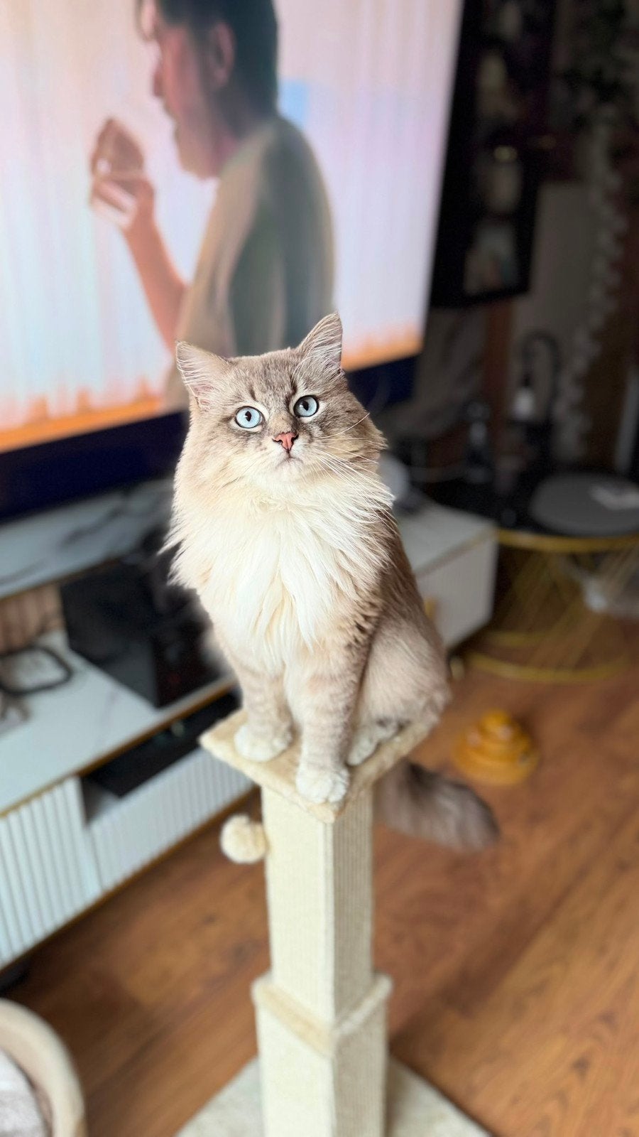Prachtige lieve Neva Masquerade 3 kittens Rotterdam, Poes, Ontwormd, 0 tot 2 jaar