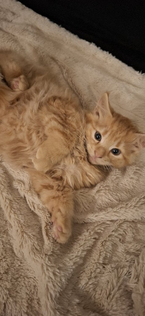 Lief  katertje zoekt nieuw mandje.  X Noorse Boskat., Dieren en Toebehoren, Kater, Ontwormd, 0 tot 2 jaar