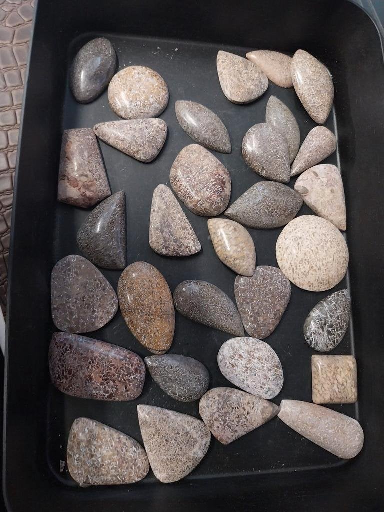 Lot geslepen dinosaurus bot cabochons marokko, Ophalen of Verzenden