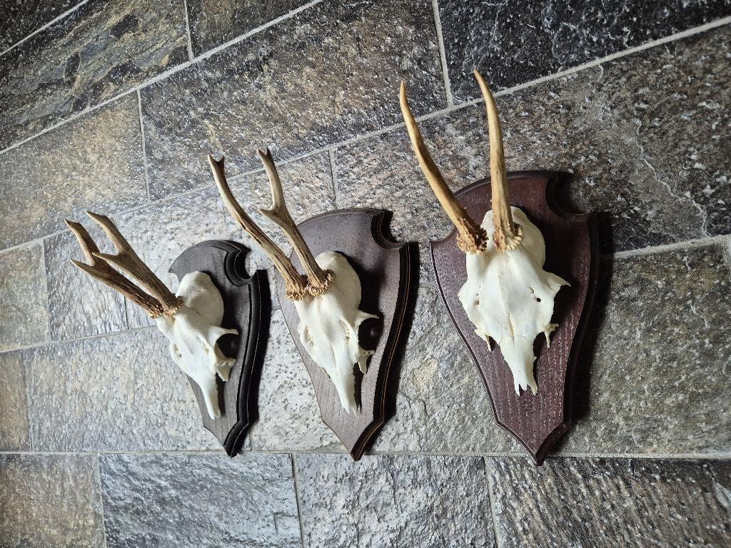 3 Prachtige Ree Geweien samen € 21 jacht hut mancave g84, Ophalen of Verzenden, Zo goed als nieuw, Hert, Gewei of Kop
