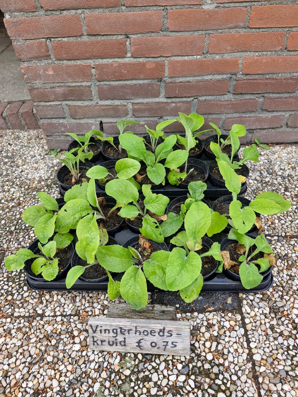 Vingerhoedskruid planten, Volle zon, Tweejarig, Zomer, Ophalen