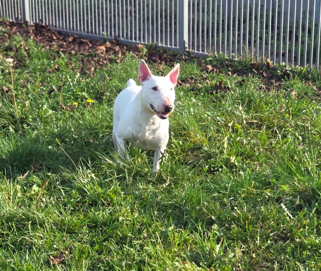 Te koop mooie mini Bullterriër teef, Nederland, 8 tot 15 weken, Teef, Eén hond