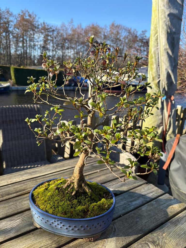 Azalea Bonsai ~20 jaar oud, Bloeit niet, Overige soorten, Minder dan 100 cm, Ophalen