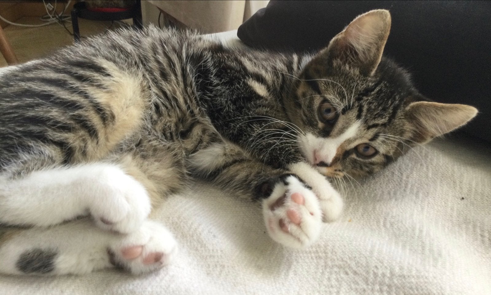 Prachtige kitten, tabby katertje Blauwerus X Britse korthaar, Dieren en Toebehoren, Kater, Ontwormd