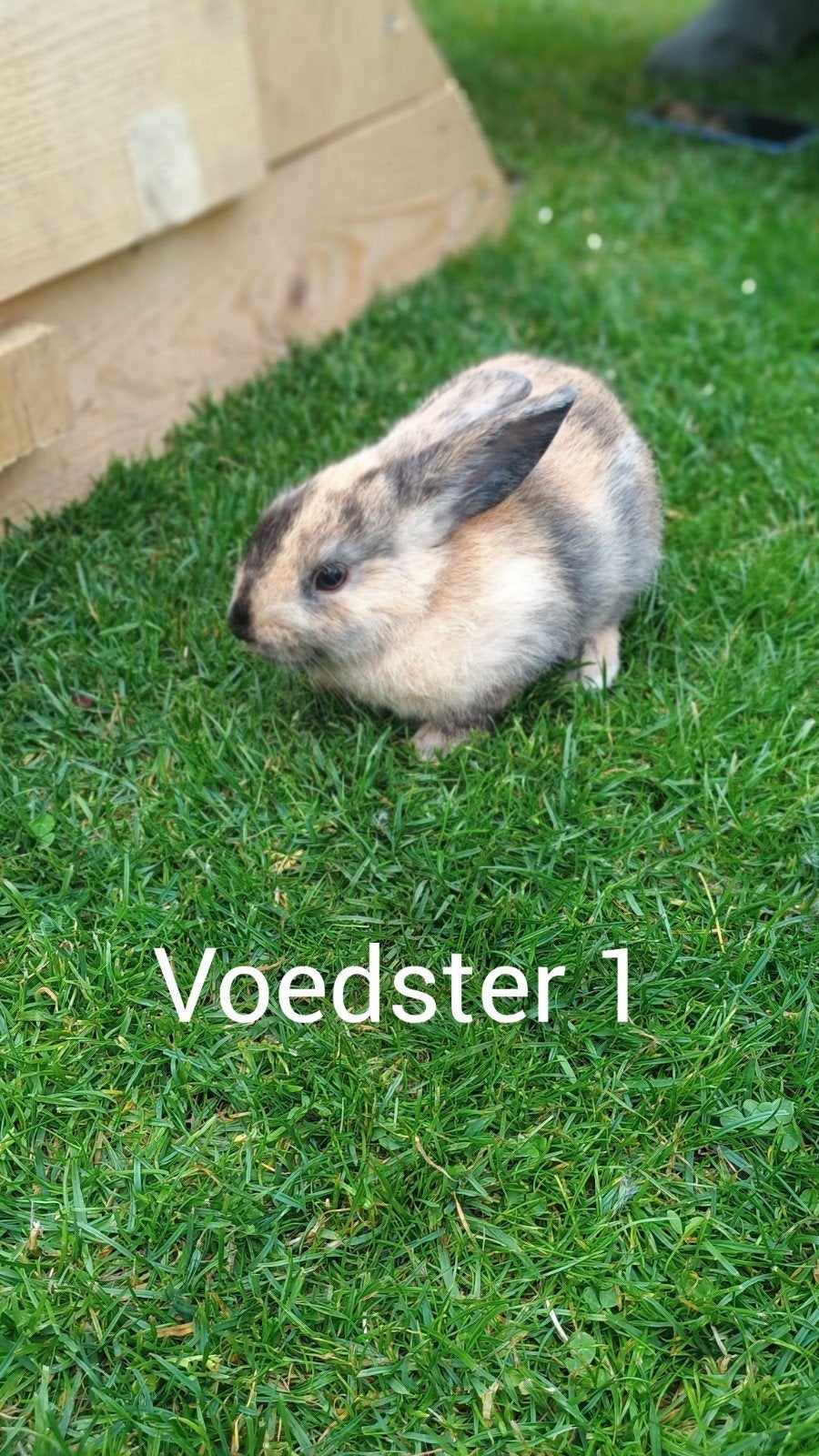 dwergkonijnen, Dieren en Toebehoren, Konijnen, Vrouwelijk