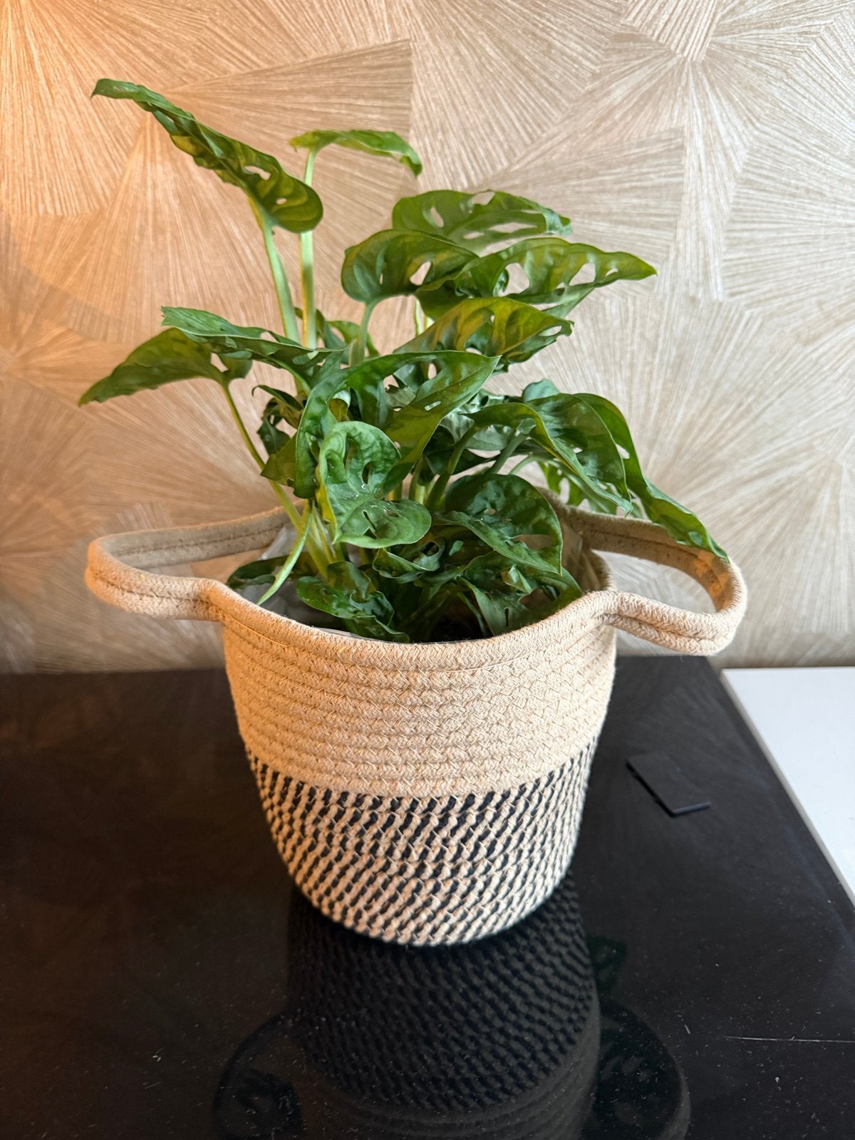 Monstera Monkey Mask met mand, Overige soorten, In pot, Minder dan 100 cm, Groene kamerplant