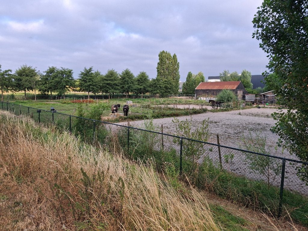 24/7 buitenpaddock op 'doe het zelf'-stal nabij Aalsmeer, Dieren en Toebehoren, Stalling en Weidegang, Stalling, 2 of 3 paarden of pony's