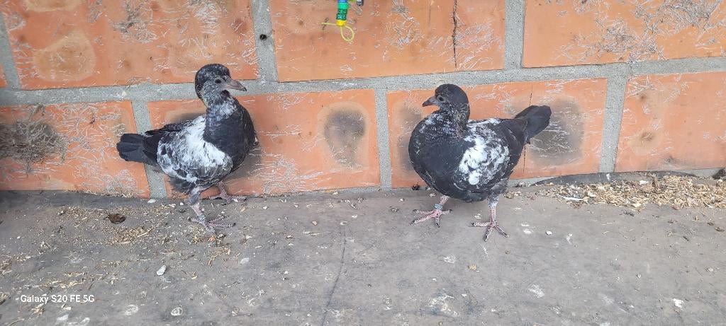 Pakistaanse hoogvliegers, Dieren en Toebehoren, Vogels | Duiven, Meerdere dieren, Overige soorten