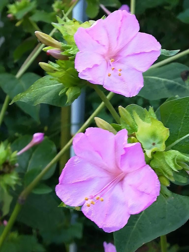 Nachtschone Roze zaden, Mirabilis jalapa, "Wonderbloemen", Verzenden, Volle zon