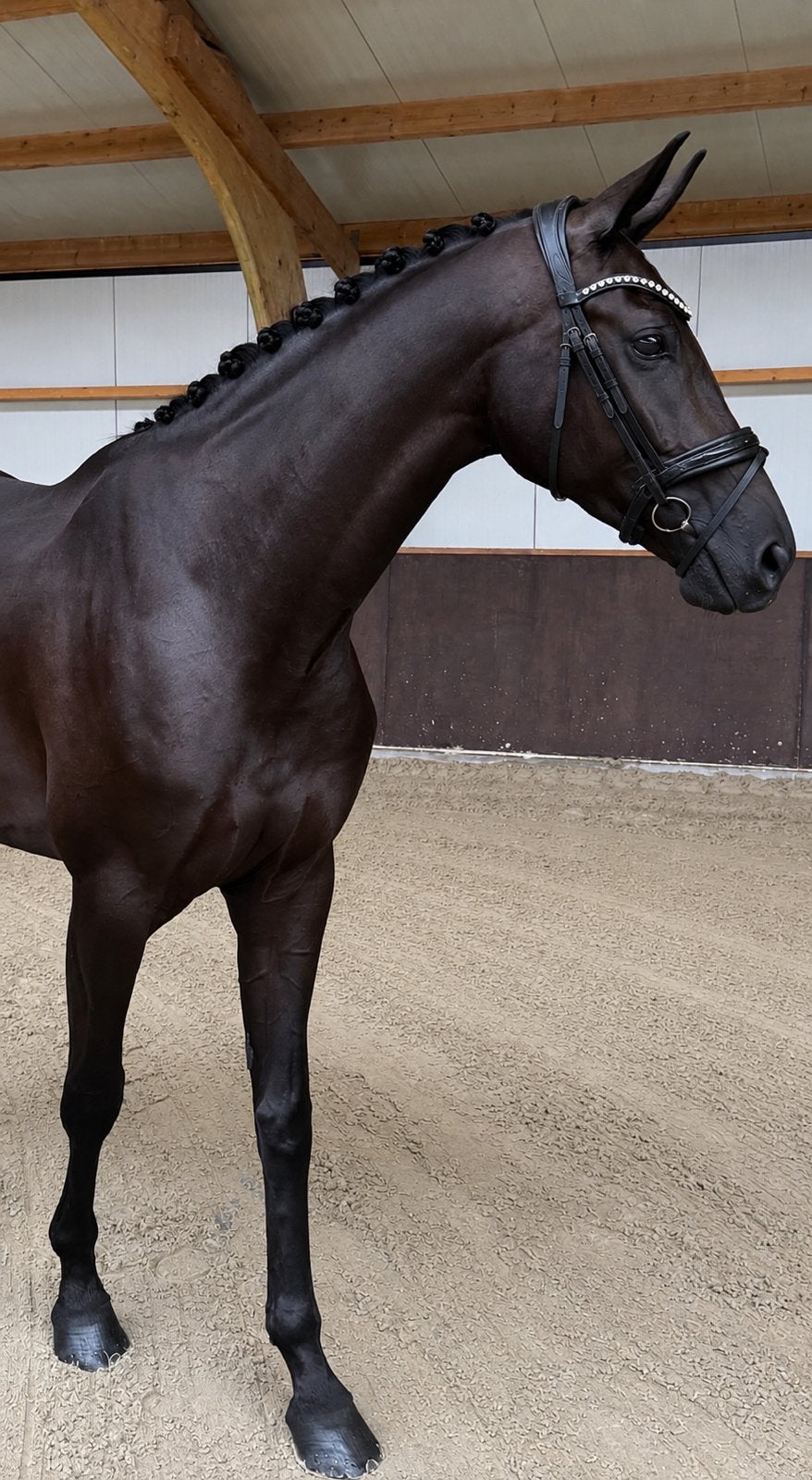 Luxe 3 jarige kwpn merrie - bereden, Dieren en Toebehoren, Paarden, Merrie, Dressuurpaard, 3 tot 6 jaar