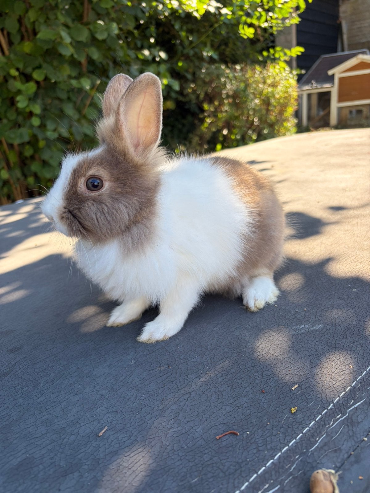 Dwerg konijntjes, Dieren en Toebehoren, Konijnen, Meerdere dieren, Dwerg, Hangoor