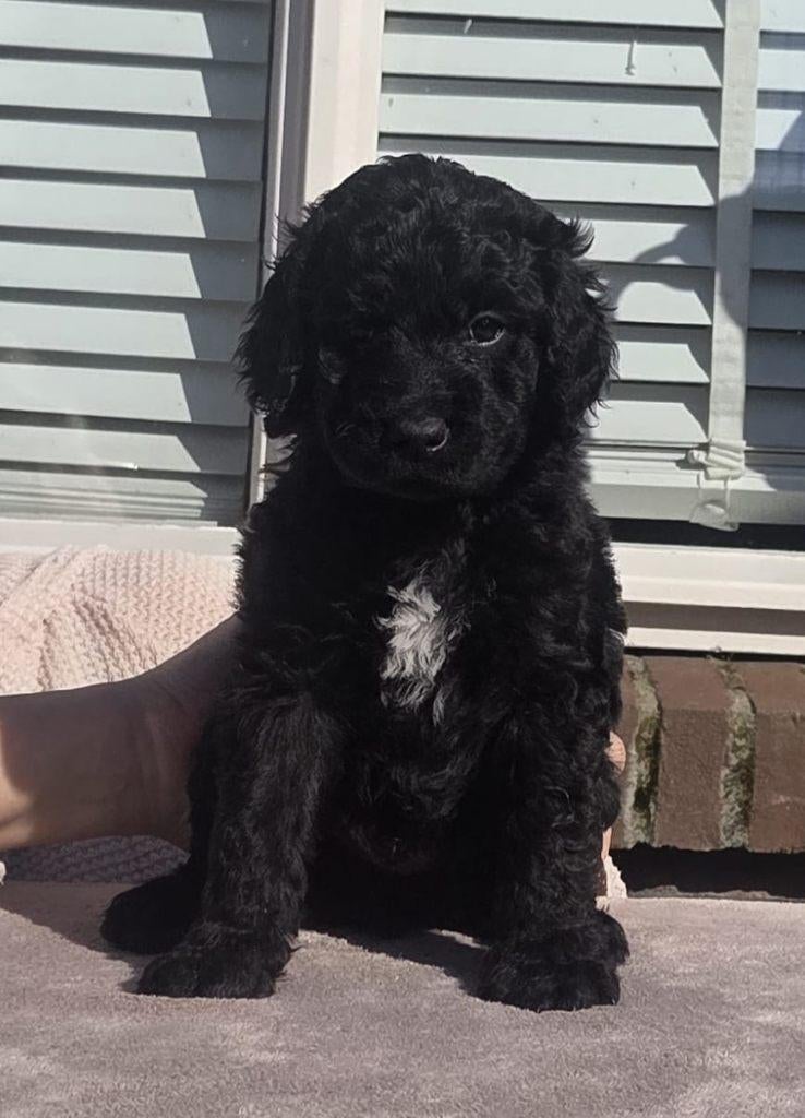 Barbet (franse waterhond) pups  2 reutjes 💙💙, Parvo, 8 tot 15 weken, Meerdere, Nederland