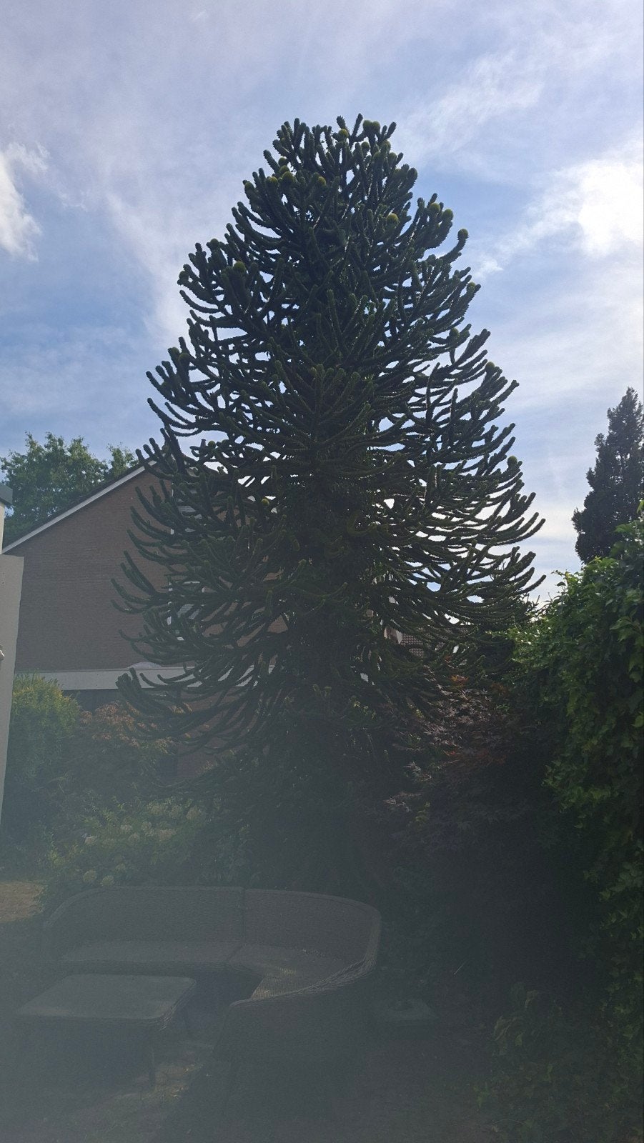 Grote Apenboom (Araucaria araucana) - Unieke Tuinboom, Tuin en Terras, Planten | Bomen, Bloeit niet, Overige soorten, 400 cm of meer