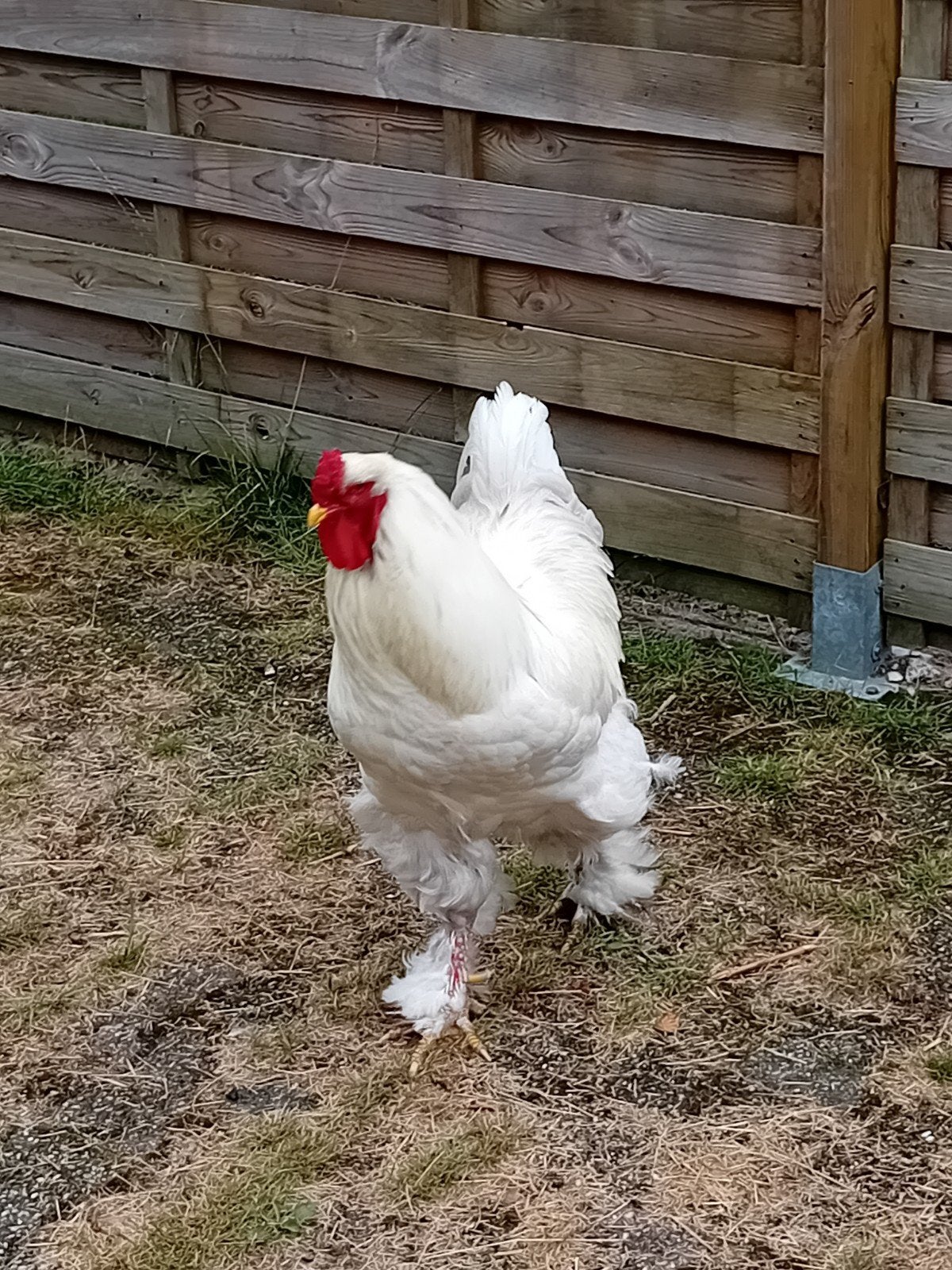 Brahma hennen plus haan, Dieren en Toebehoren, Meerdere dieren, Kip