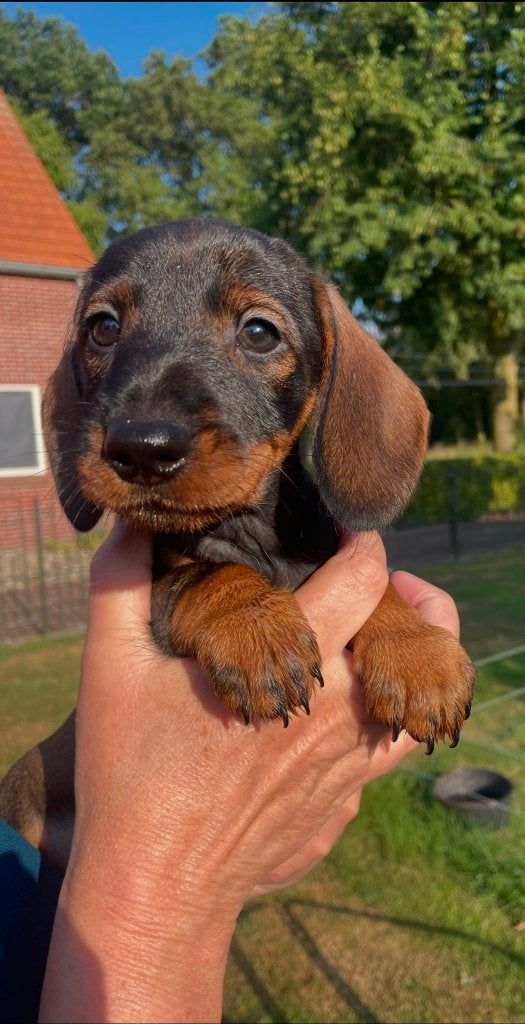 Ruwhaar teckel pups wildkleur (standaard), Dieren en Toebehoren, Honden | Teckels en Dashonden, Parvo, Standaard, 8 tot 15 weken
