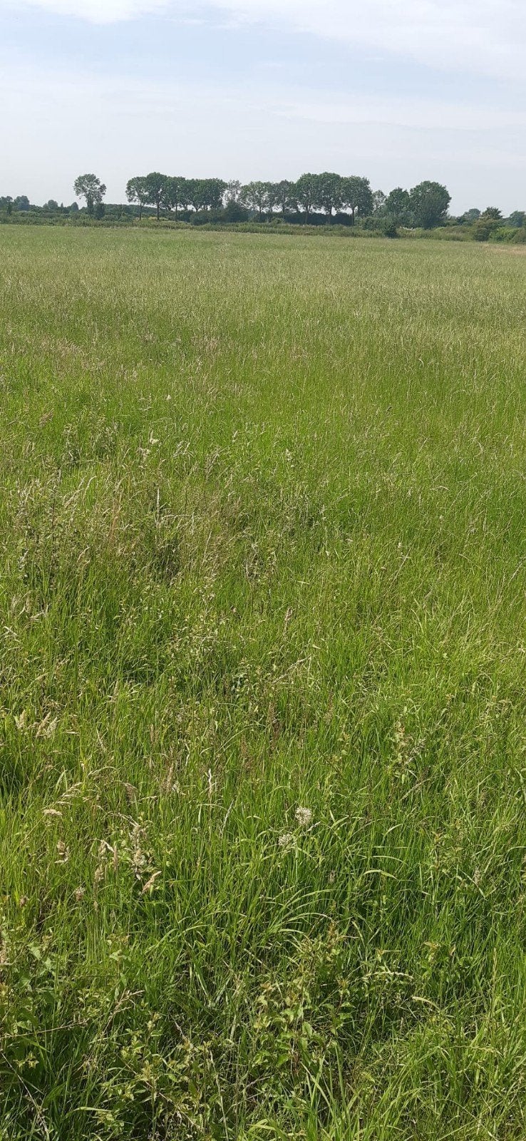 Balen Gras te koop, Dieren en Toebehoren, Stalling en Weidegang