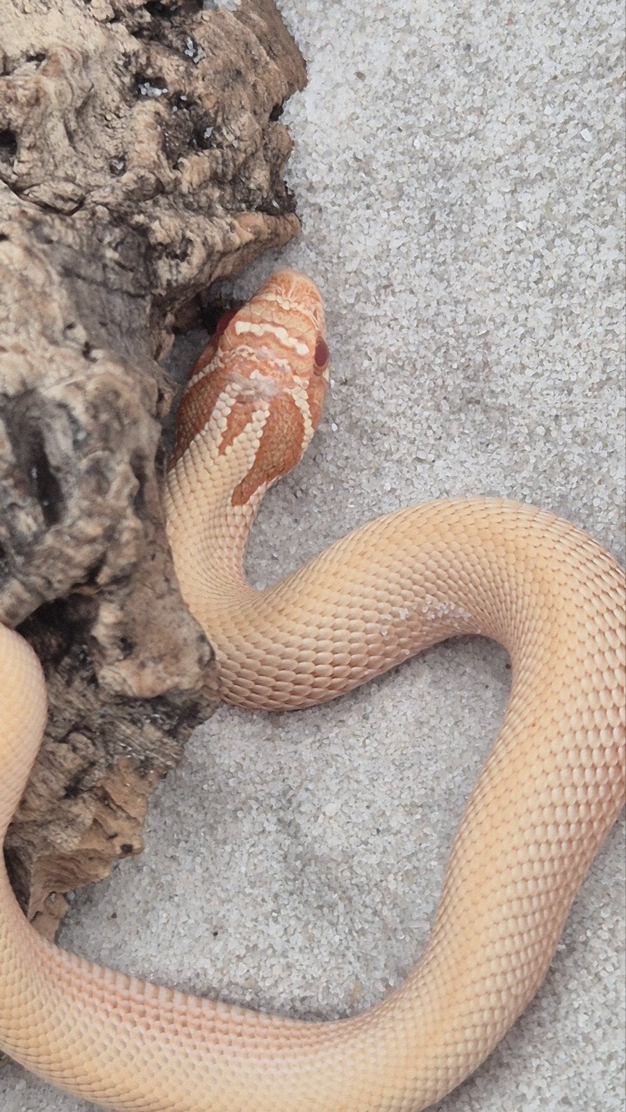Haakneusslangen uit 2026 Snow/het snow Hognose Snake photo 6