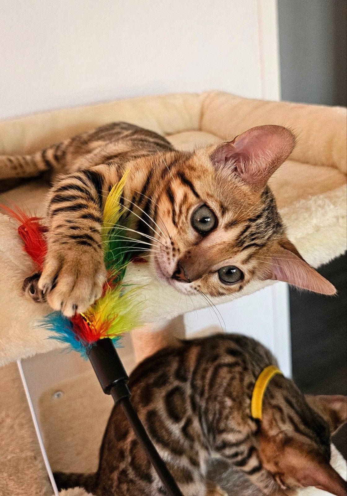 ☆Top ras☆ Bengaalse kittens met stamboom moeder kampioen, Meerdere dieren, Met stamboom