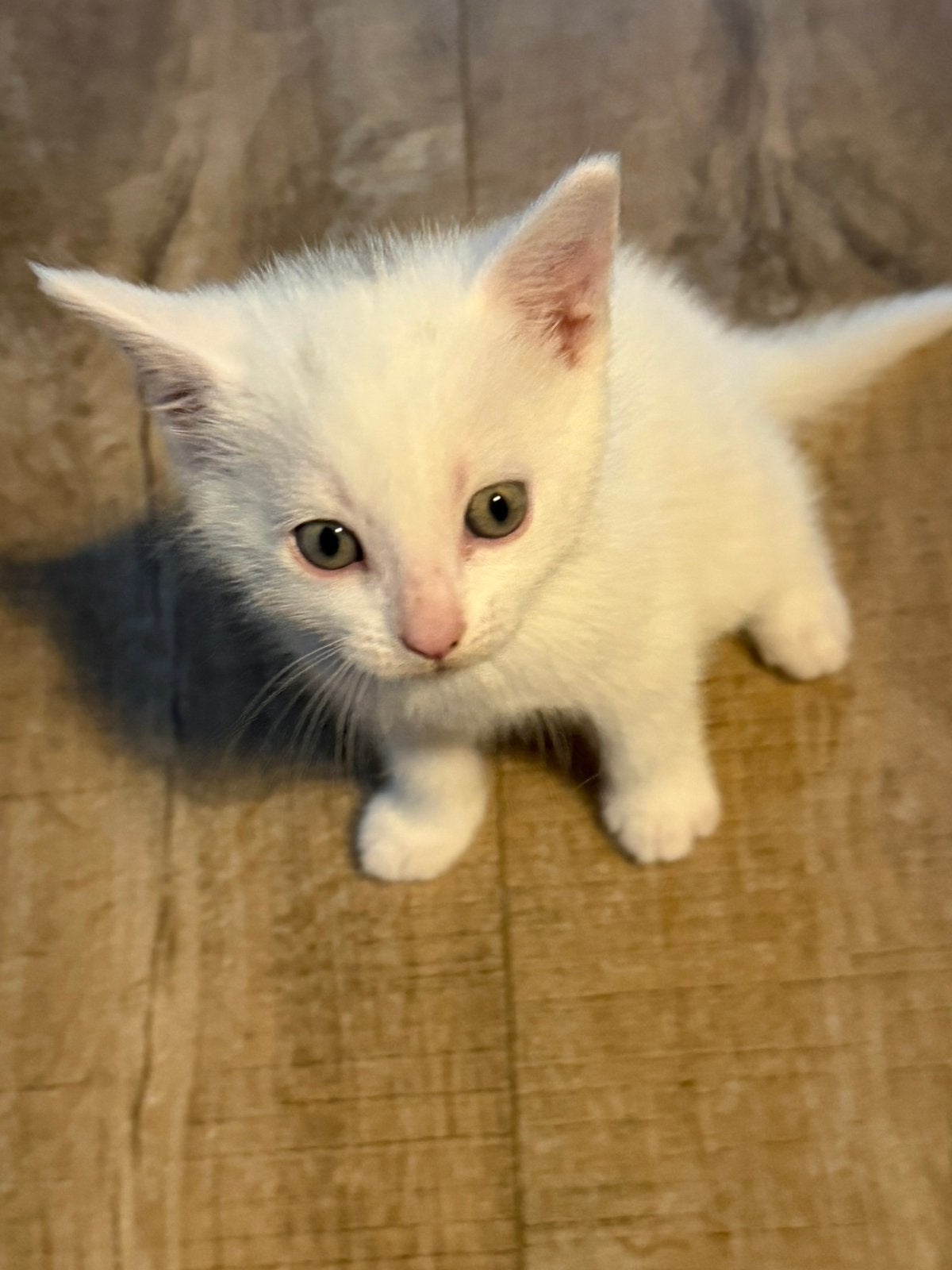Kittens