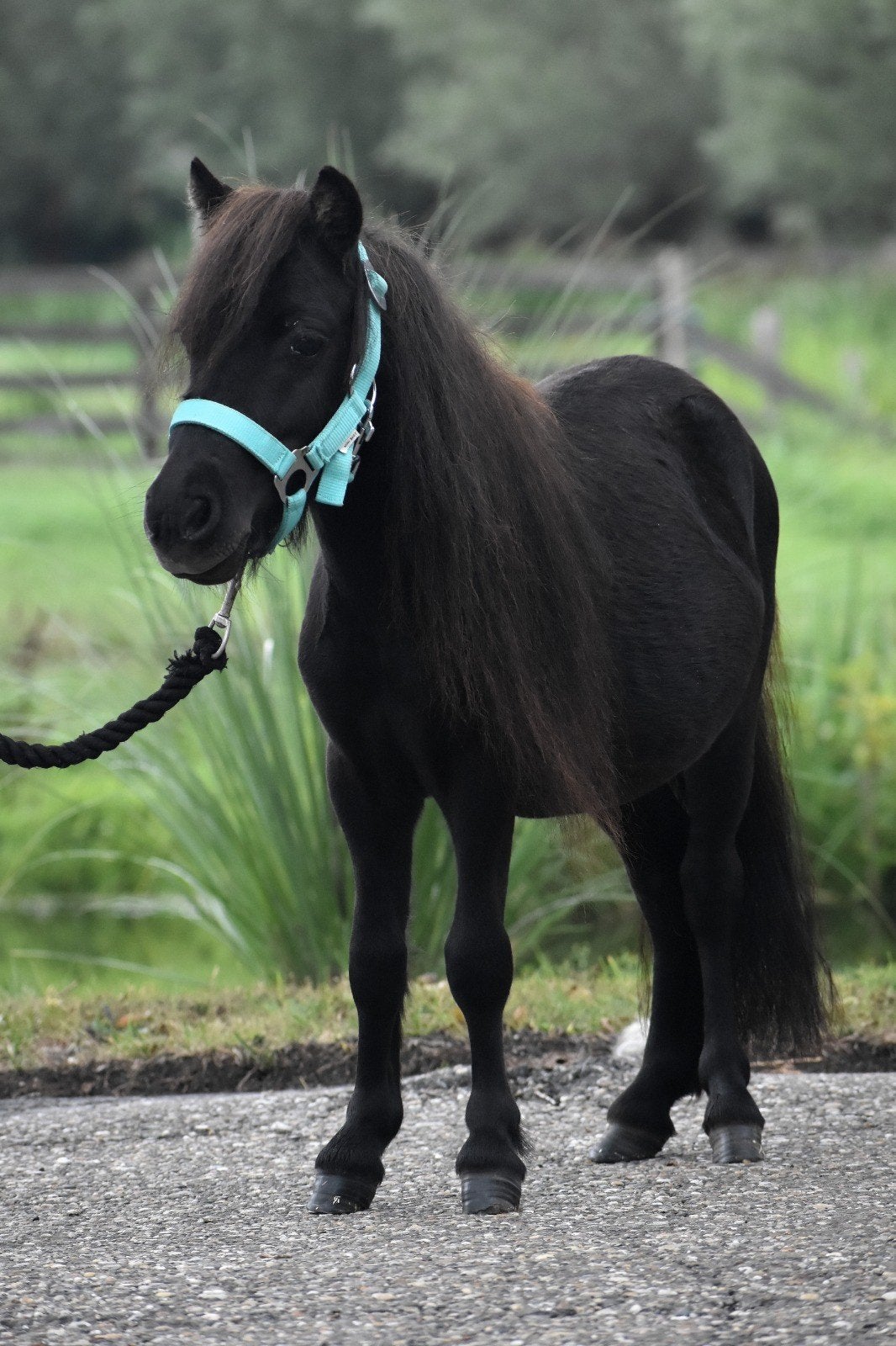 **HELE KNAPPE EN ONWIJS LIEVE 2 JARIGE SHETLANDER RUIN**, Ruin, Niet van toepassing, 0 tot 2 jaar, A pony (tot 1.17m)