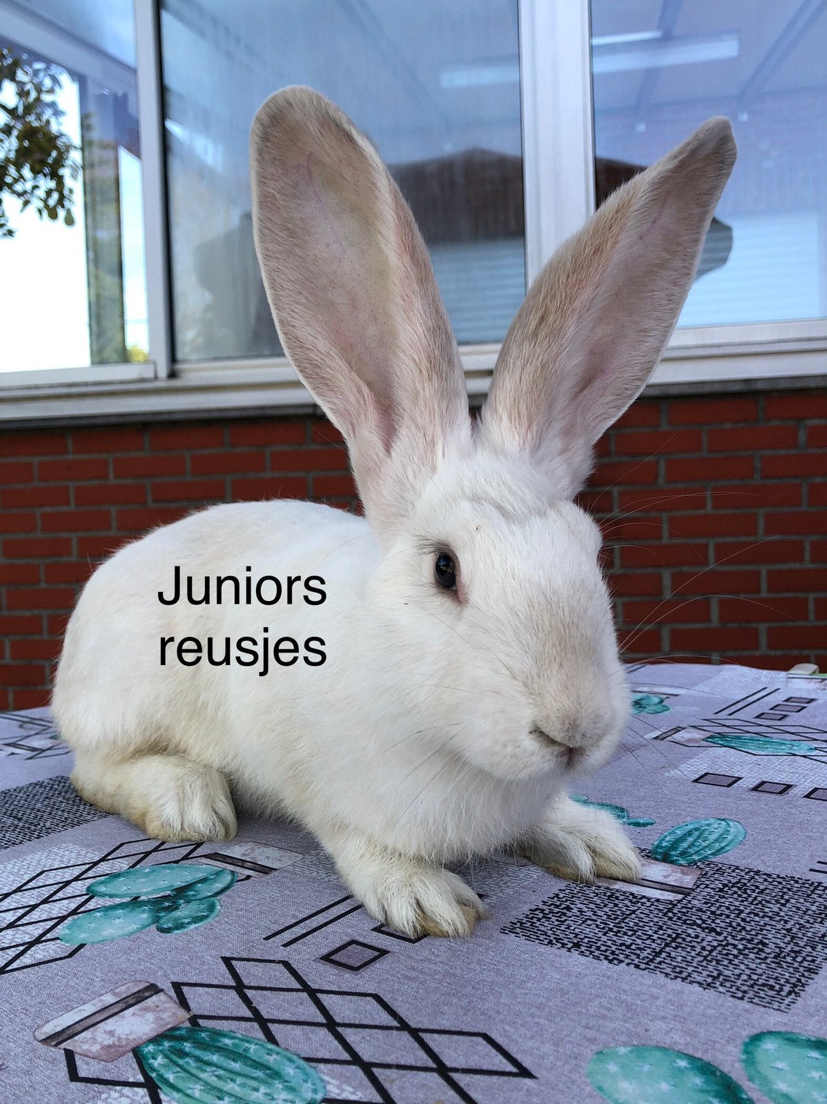 Duitse reus Siam ram, Mannelijk, Groot