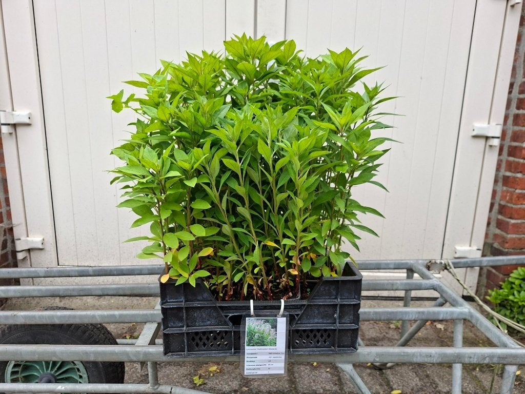 Mooie Lysimachia clethroides (Wederik) in pot!, Ophalen, Overige soorten, Volle zon