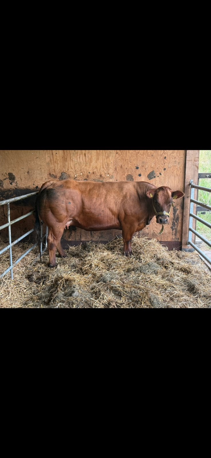 Zware dikbil koe, Dieren en Toebehoren, Runderen, Mannelijk
