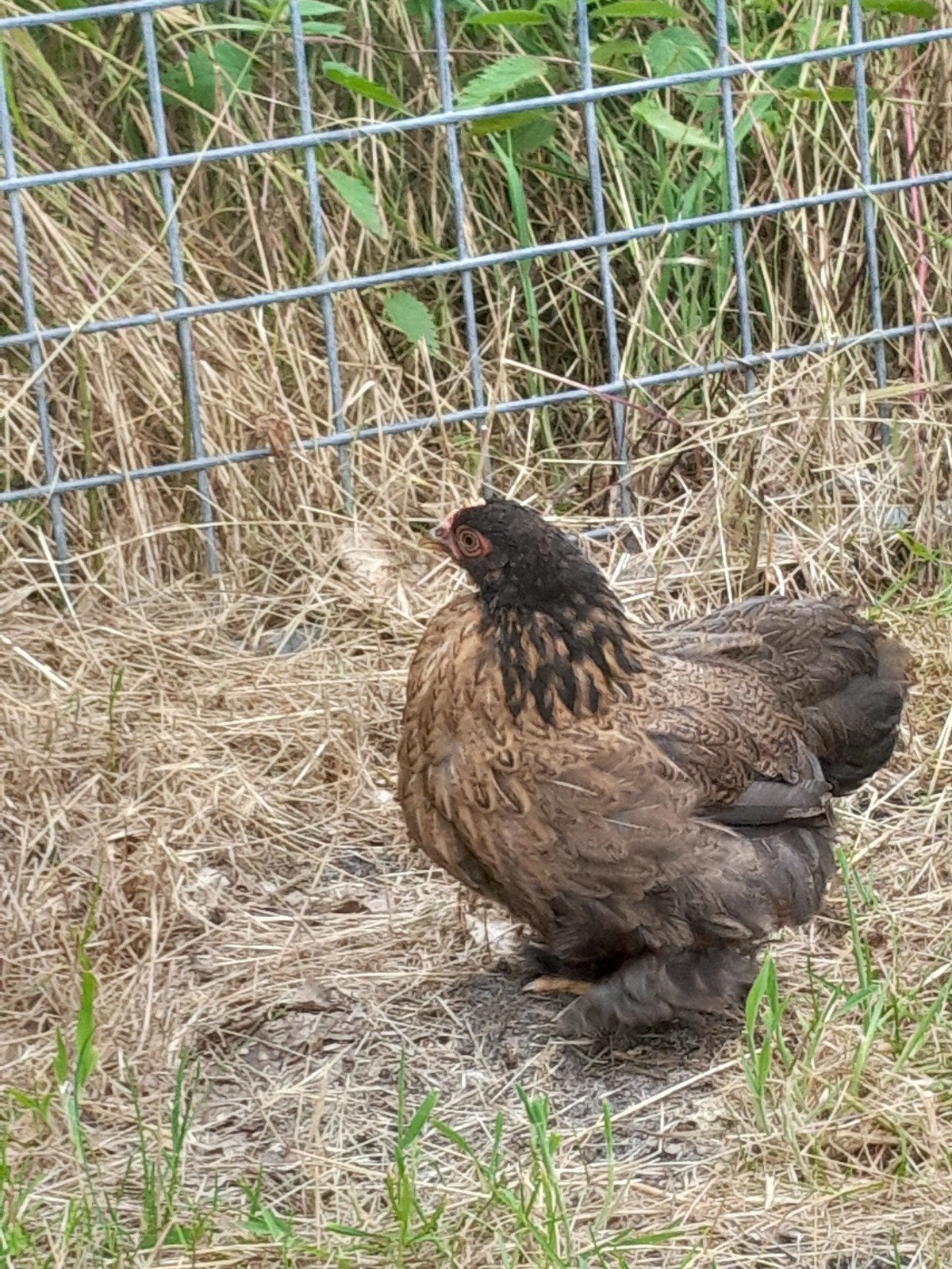 Cochinkriel hennen broed 2026, Dieren en Toebehoren, Pluimvee, Vrouwelijk, Kip