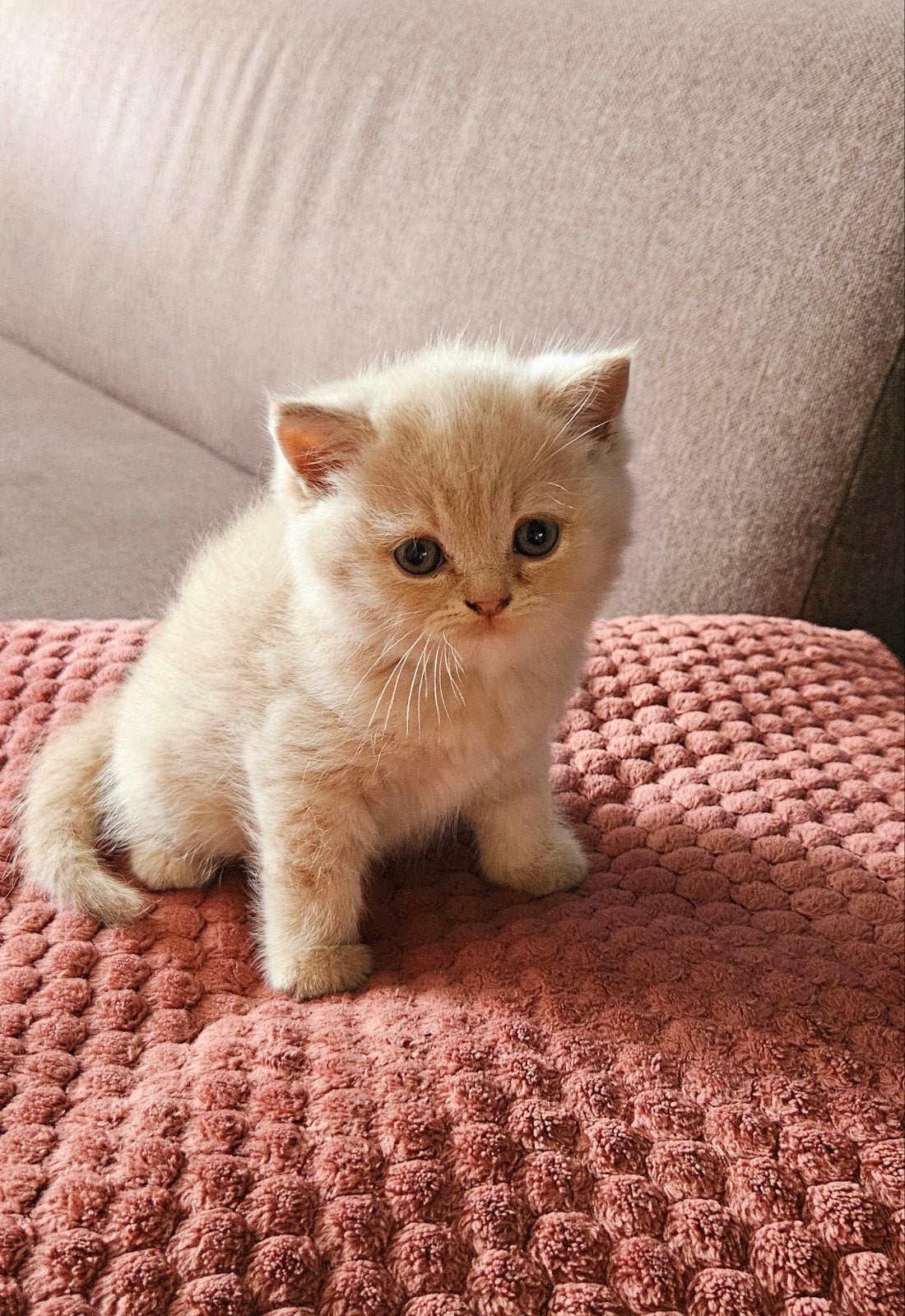 Fijn huisje gezocht voor deze 3 Britse Korthaar katertjes, Dieren en Toebehoren, Kater