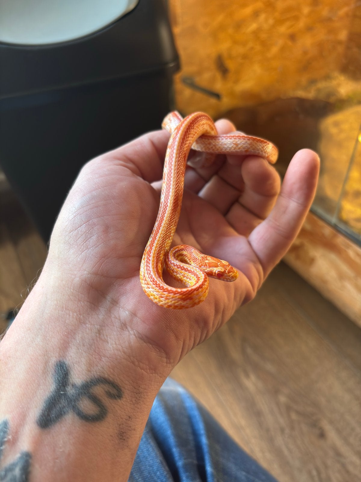 Zeer mooie rattenslangen Rat Snake photo 5