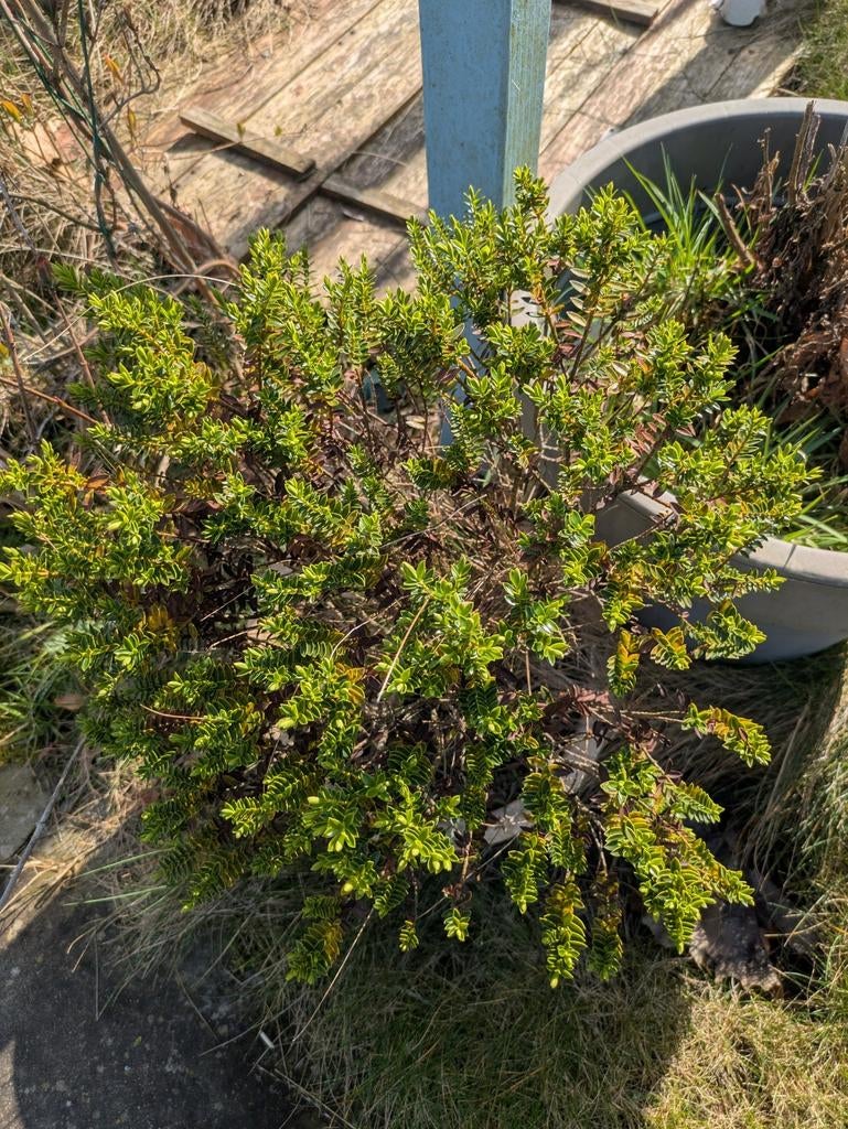 Buxus struikje gratis op te halen Meerstad, Tuin en Terras, Ophalen, Buxus, Struik, Minder dan 100 cm