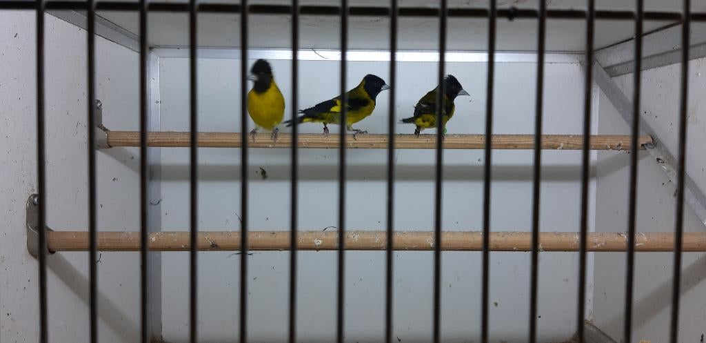 ZWART BORST SIJS POPPEN ZWARTBORST., Vrouwelijk, Wildzangvogel, Geringd