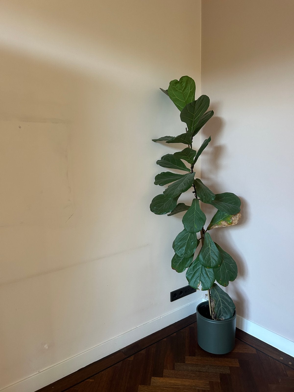 Mooie Ficus plant 190cm hoog inclusief pot, Ophalen, Ficus, Halfschaduw, In pot