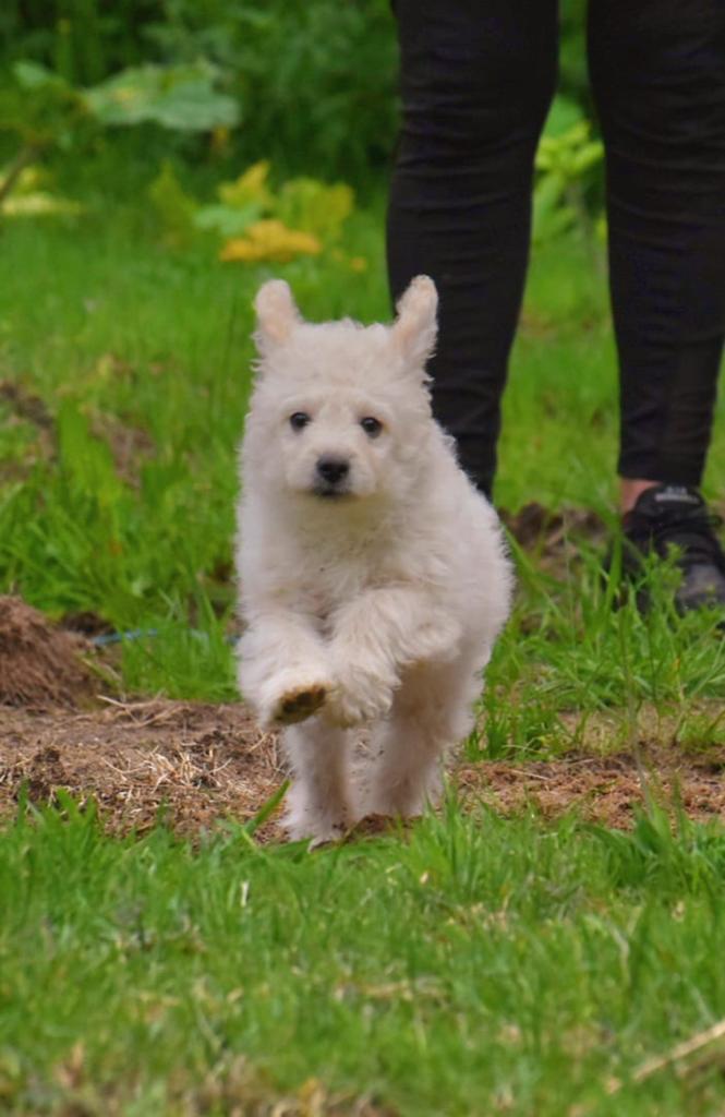 Prachtige Boomer dame (poedel x Maltezer/boomer), Parvo, Nederland, 8 tot 15 weken, Teef