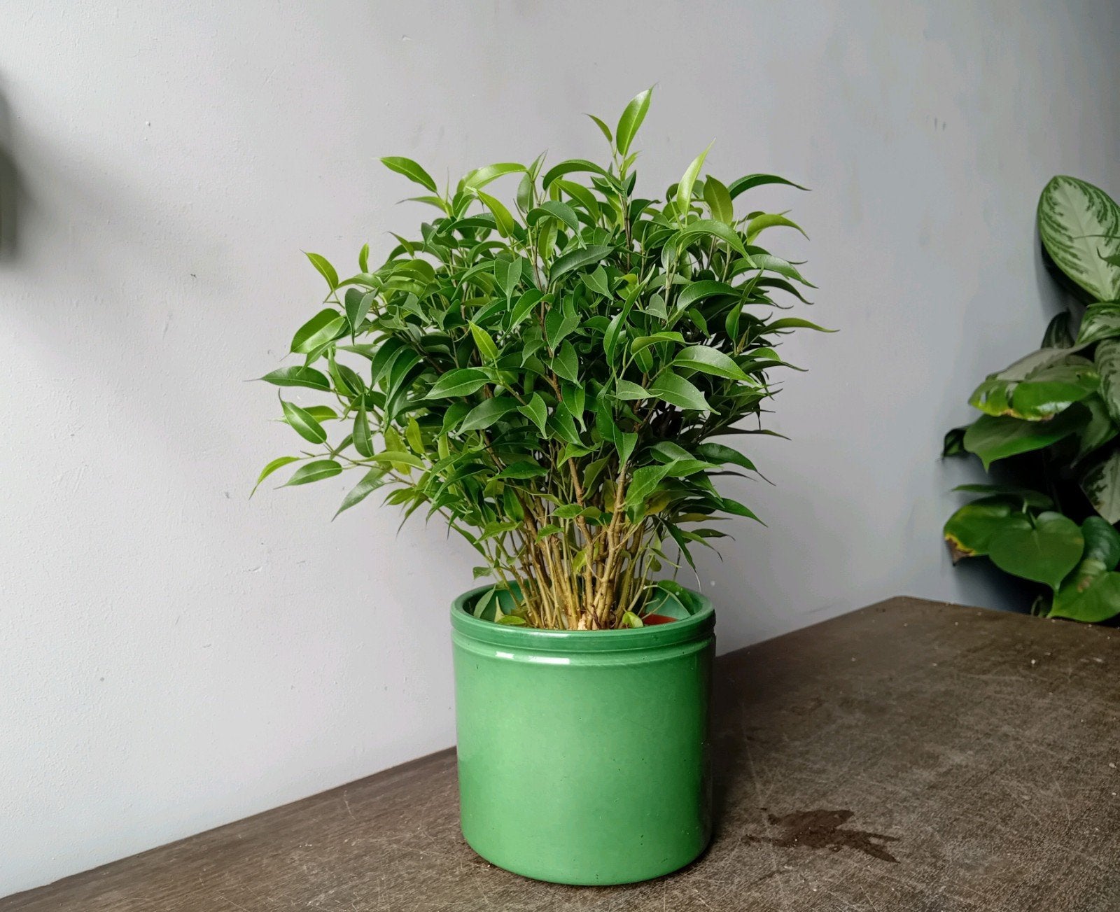 Kamerplant 30cm ficus    sierpot €2, Huis en Inrichting, Kamerplanten, Ophalen, Ficus, Halfschaduw, In pot