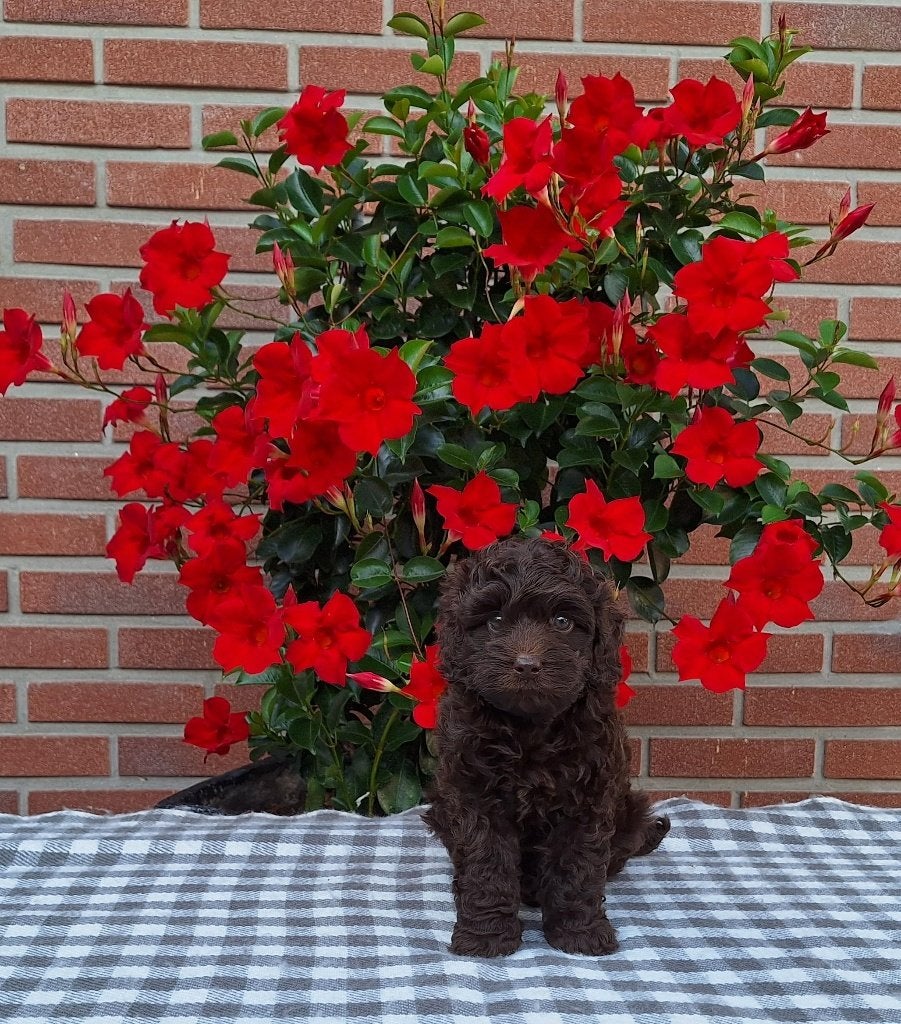 Schitterende bruine toypoedel pup, Poedel, Reu, CDV (hondenziekte), 8 tot 15 weken
