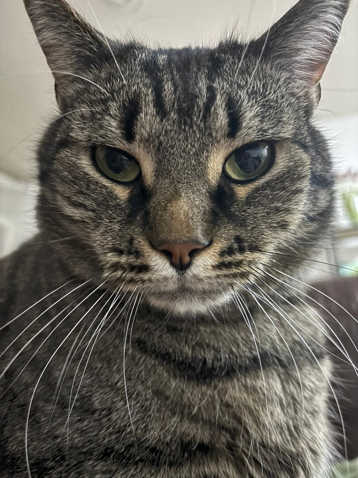 Lieve kat zoekt nieuwe huisje, Kater