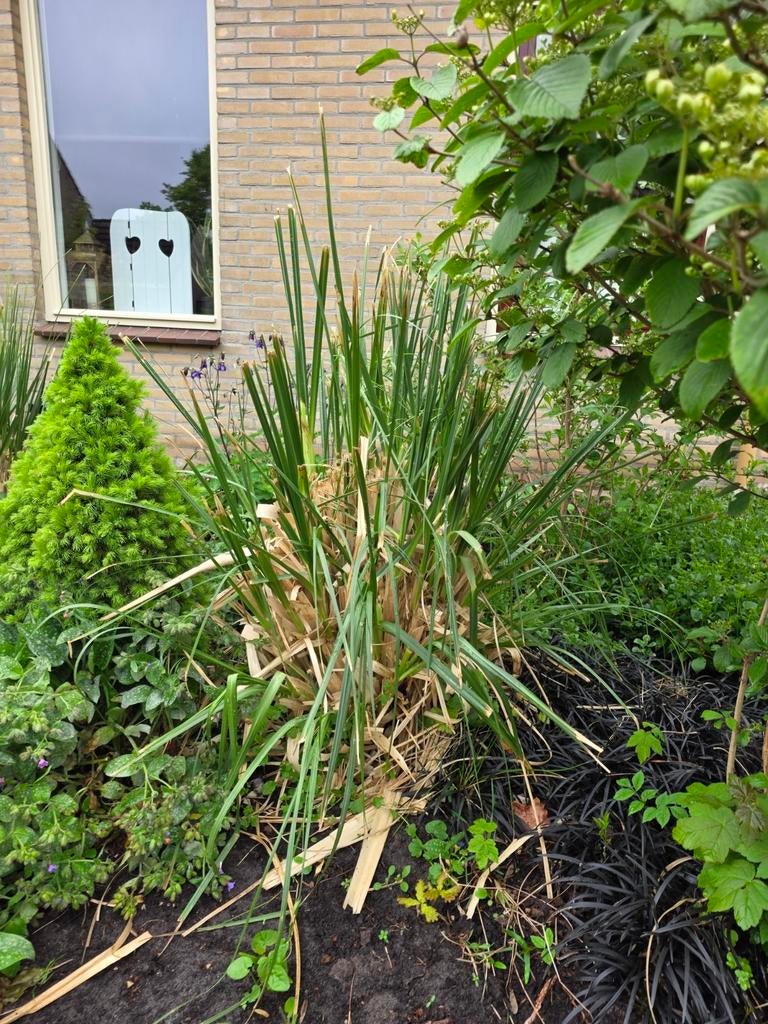 Pampasgras roze pluimen, Ophalen of Verzenden, Overige soorten, Volle zon