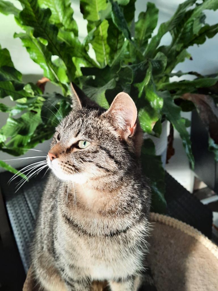 GEZOCHT      Cyperse Kitten  Poes, Dieren en Toebehoren, Katten en Kittens | Overige Katten, Poes, Kortharig, 0 tot 2 jaar