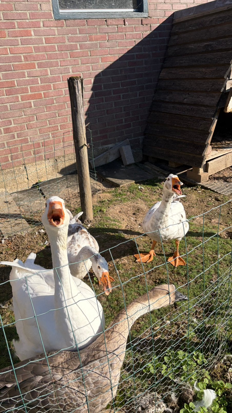 2 mooi gevlekte boeren ganzen, Dieren en Toebehoren, Meerdere dieren, Gans of Zwaan