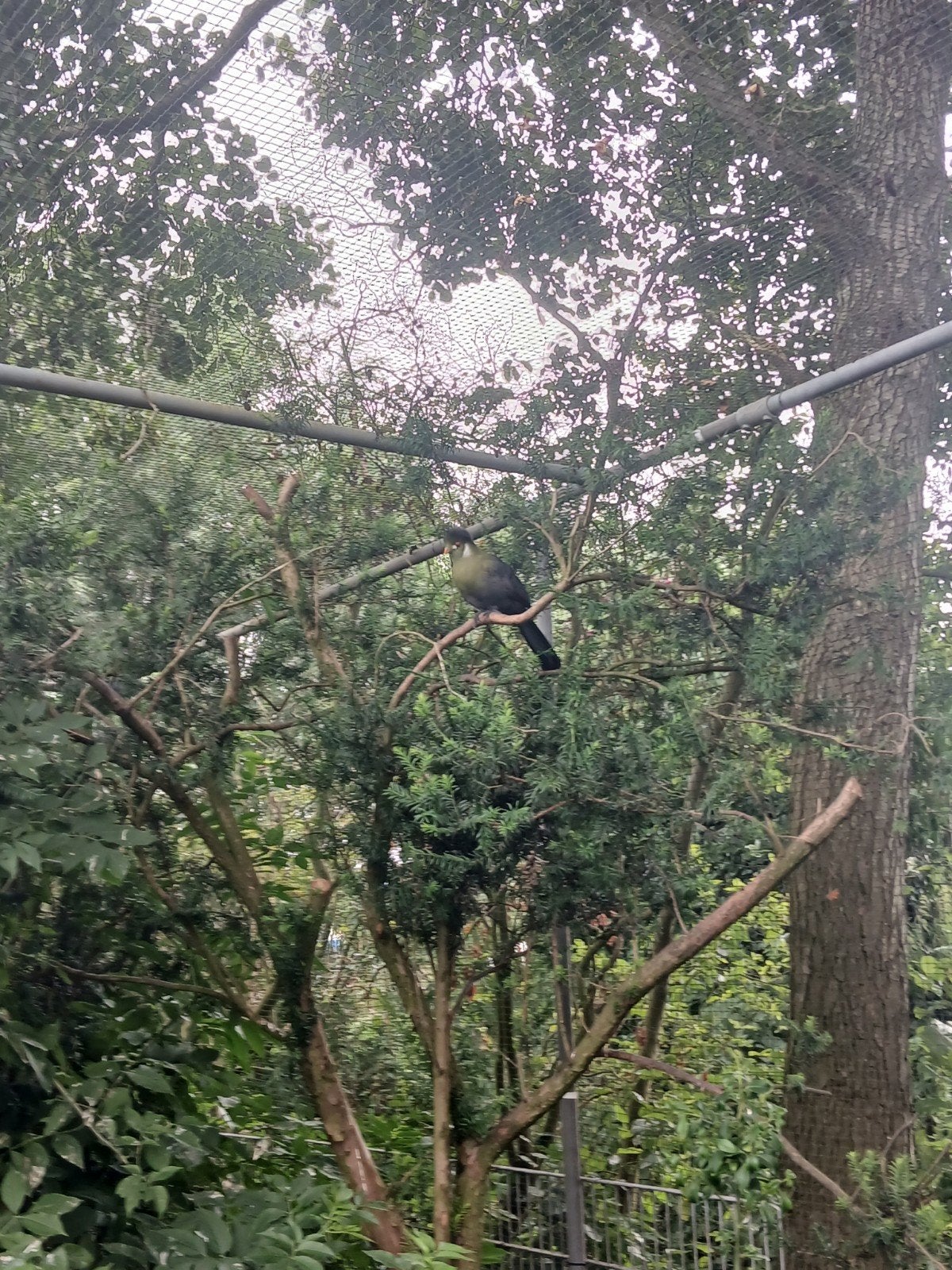 Witwangtoerako, Dieren en Toebehoren, Vogels | Overige Vogels, Mannelijk
