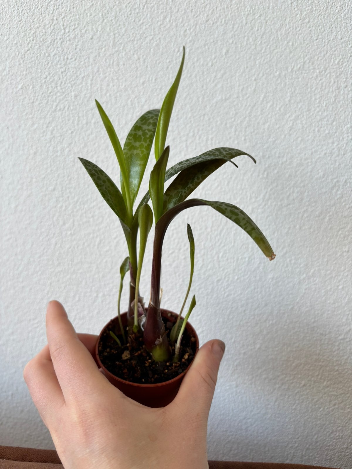 Ledebouria Socialis plantjes #2 #3 #4, Ophalen, Overige soorten, Halfschaduw, Minder dan 100 cm