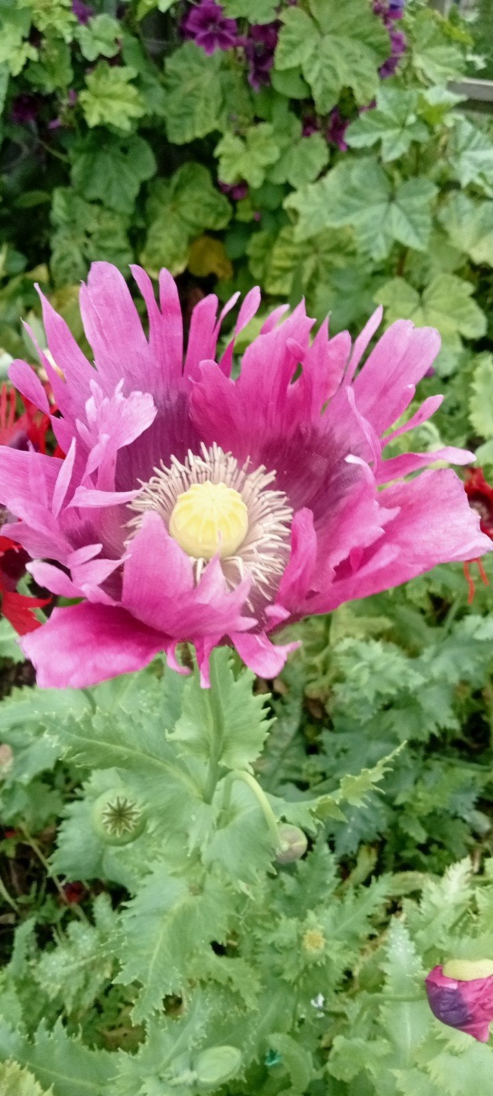 Papaver somniferum L37W zaden, Ophalen of Verzenden, Voorjaar, Volle zon, Zaad
