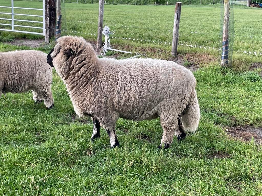 Ram, Mannelijk, Schaap, 0 tot 2 jaar