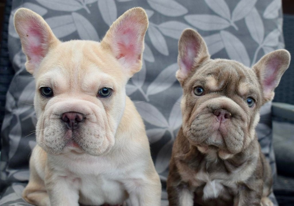Franse Bulldog Puppys, CDV (hondenziekte), 8 tot 15 weken, Bulldog, Meerdere