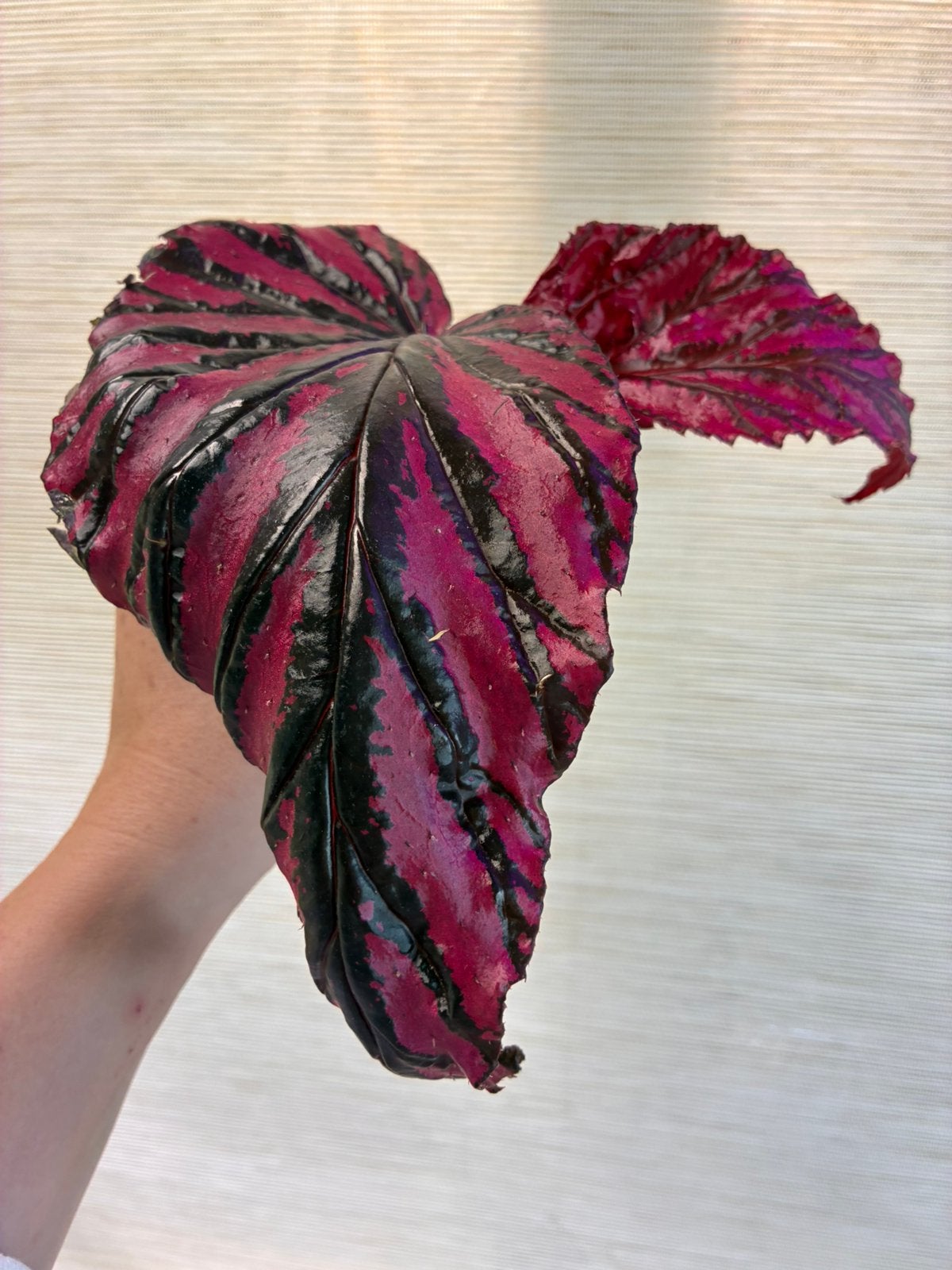 Gewortelde Begonia Brevirimosa Middenstek (1), Ophalen of Verzenden, Halfschaduw, Minder dan 100 cm